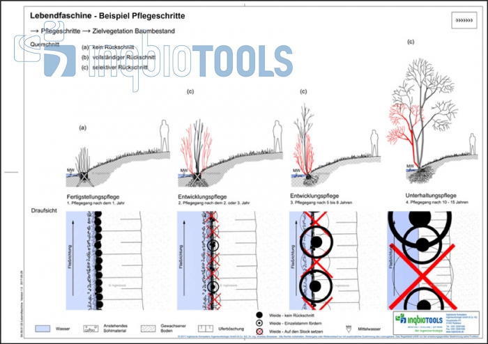 Preview: Beispielpflegeschritte der Bauweise Lebendfaschine