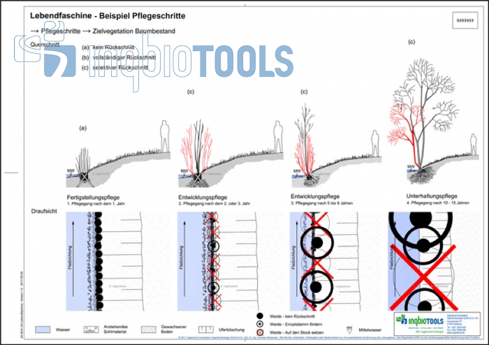 Beispielpflegeschritte der Bauweise Lebendfaschine