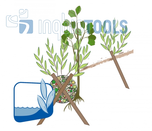 Regeldetail - Lebendfaschine mit Böschungsschutzmatte, Erlenpflanzung und Steckhölzern
